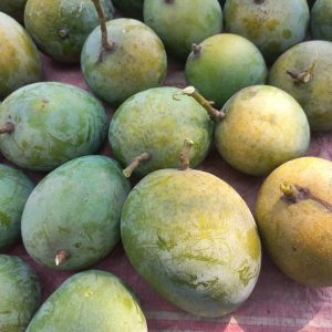 মেহেরপুরের বিখ্যাত হিমসাগর আম। Meherpur mango