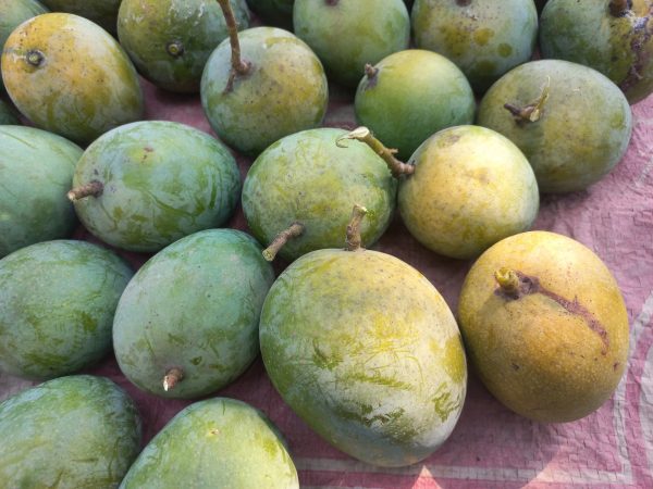 মেহেরপুরের বিখ্যাত হিমসাগর আম। Meherpur mango